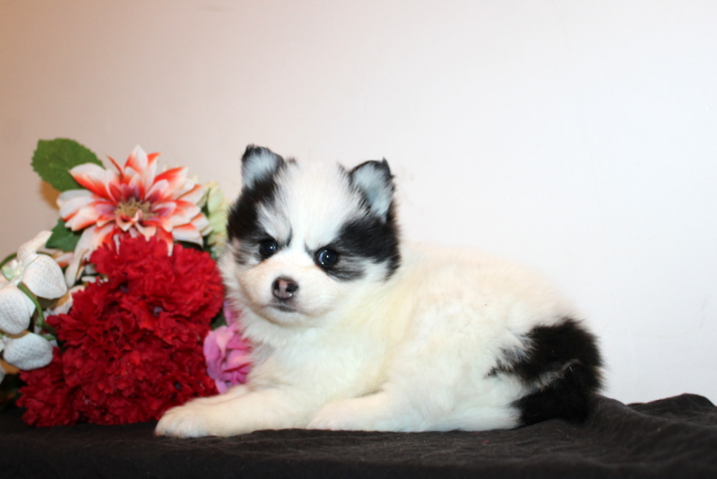 puppy, for, sale, Pomsky, Matthew B. Stoltzfus, dog, breeder, Gap, PA, dog-breeder, puppy-for-sale, forsale, nearby, find, puppyfind, locator, puppylocator, aca